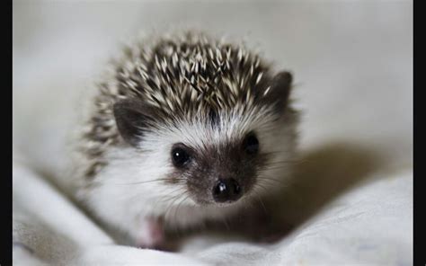 Baby Porcupine Who Knew Something So Sharp Could Be So Cute Baby
