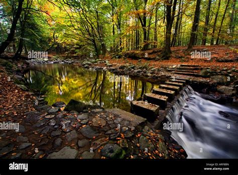 Stepping Stones Tollymore Forest Stock Photo Royalty Free Image