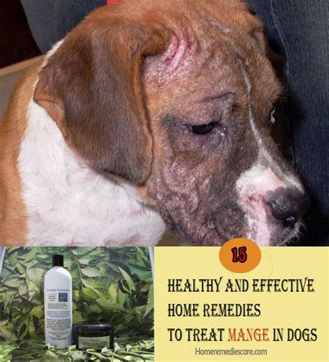 25 Lovely Best Cure For Mange In Dogs Demodectic Mange