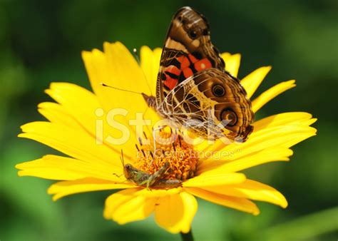 Butterfly And Cricket Sharing A Flower Stock Photo Royalty Free