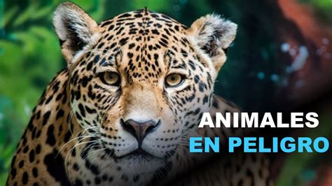 🥇 Animales En Peligro De Extinción En Ecuador El Fragmento