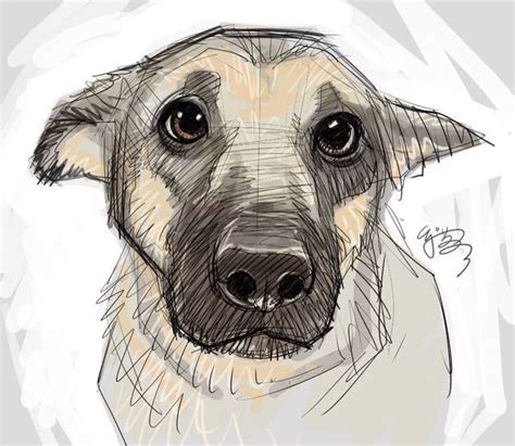 Beautiful Dog Sketch Dogs This Is How Id Like To Draw Love Those Eyes