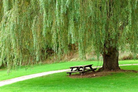10 Fast Growing Shade Trees Home Wizards