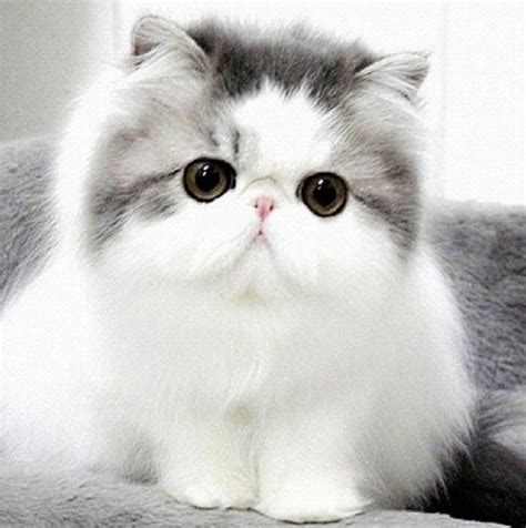 Cute Persian Cat Photos Pets Lovers