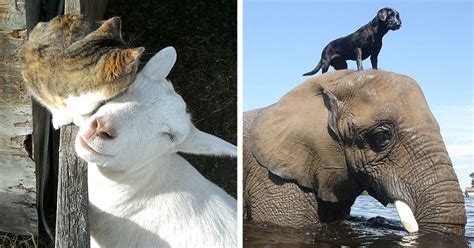 73 Unusual Animal Friendships That Are Absolutely Adorable Animals