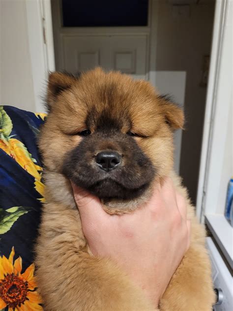 2 Females Chow Chow Dogs For Sale Ireland