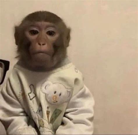 Monyet Aesthetic Sat Foto De Macaco Meme De Cachorro Macacos
