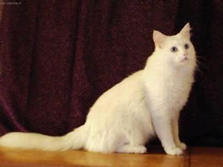 gatolandia: EL CUIDADO DE LOS GATOS