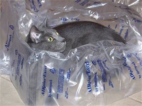 It's fun and taste good! Why Does My Cat Eat Plastic? - PoC