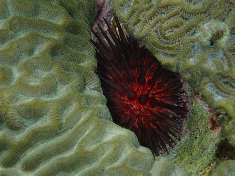 A Strikingly Red Sea Urchin Rpics