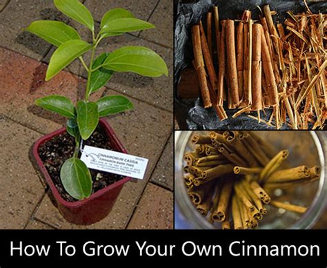 How To Grow Cinnamon At Home Shtf Prepping And Homesteading Central