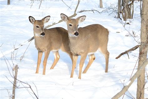 Whitetail Deer Yearling And Doe — Stock Photo © Brm1949