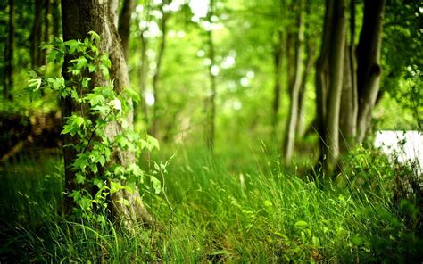Green Forest Wallpapers Top Free Green Forest Backgrounds