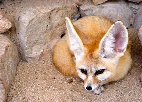 Top 20 Cutest Animals Pictures Animal Planet Fennec Fox Fox