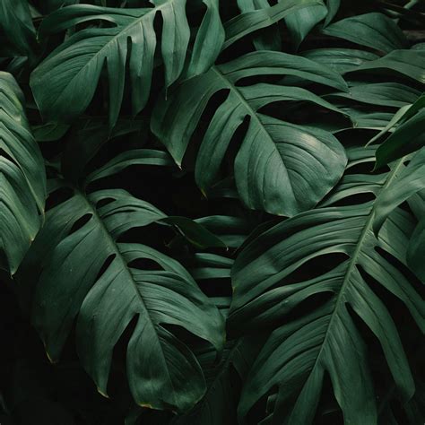 Dark Leaves Aesthetic Wallpapers Top Free Dark Leaves Aesthetic