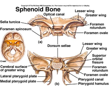 591 best images about Physical Therapy on Pinterest | Si ...