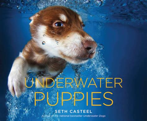 Cute Photos Of Puppies Swimming Underwater Why Not Mindbodygreen