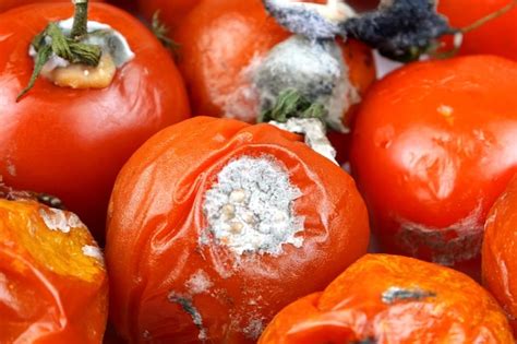 Los Tomates Podridos En Mal Estado Pudren El Moho En Las Verduras Acumulan Biorresiduos