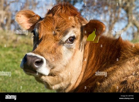 Close Up Head Shot Of A Jersey Cow Staring Curiously At The Camera