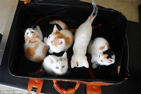 Five Kittens Found Dumped In Suitcase Down Back Street In Grangetown Cardiff Daily Mail Online