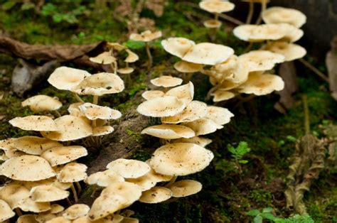 Wild Mushrooms In The Forrest Stock Image Image Of Paisaje Boletus