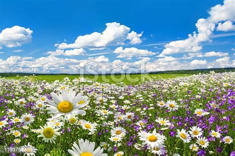 Free Photos Flowers Meadow White Flower Plant Green Grass Broin