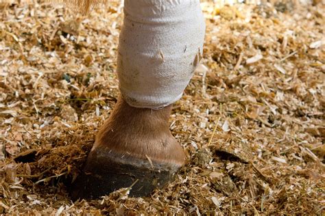 Bowed Tendons In Horses Symptoms Causes Diagnosis Treatment