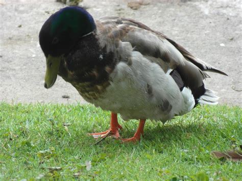 The Black Dot Communicator Online The Fat Duck About Ducks