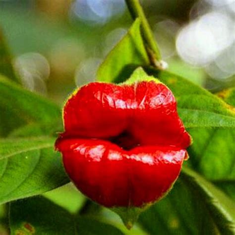 Red Hot Lips Flower Seeds, Psychotria Elata Seeds, 100pcs/pack ...