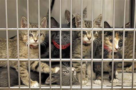 When getting an emotional support animal in maine, a great place to start your search are. 'No kill' milestone hit at LA animal shelters - Daily News