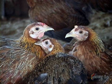 The Wesvaarrdec Journal Wesvarrdec Starts Sustainable Darag Chicken