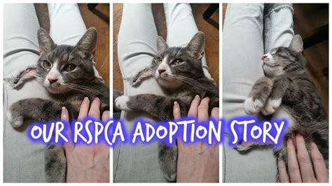 Our Rspca Adoption Story Kit The Cat Youtube