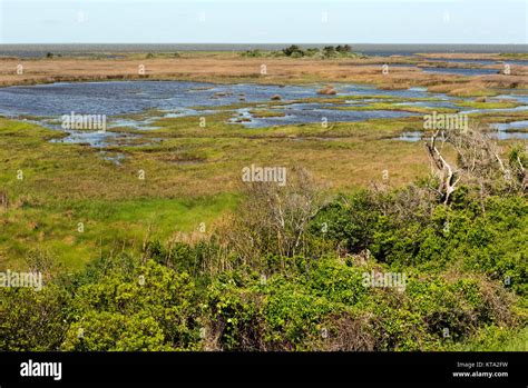 Salt Water Marsh Hi Res Stock Photography And Images Alamy