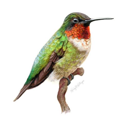 Hummingbird Wildlife Illustration By Kendyll Hillegas Realistic