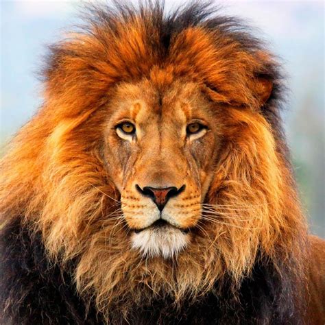 How Does Lion Look Like What Does It Look Like Find Out Here
