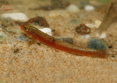 Emerald Cling Goby Stiphodon Surrufus · Inaturalist