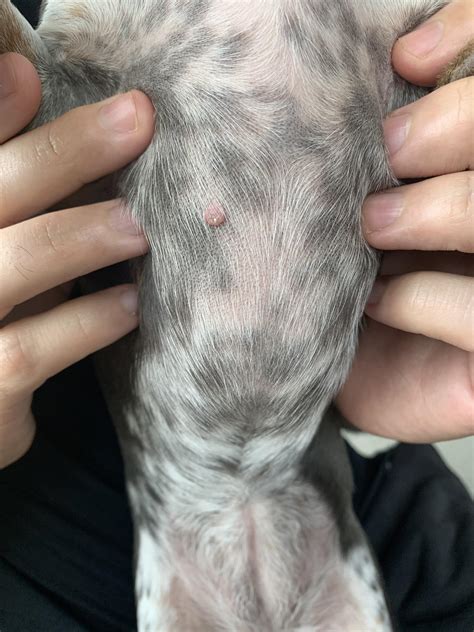 My Dog Has A Red Bump On Her Chest Will Like To Know What It Is