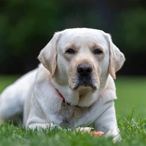 Are White Labradors Purebred And Other Facts You Need To Know K9 Web