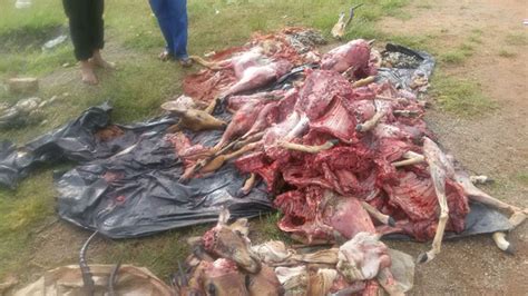 Zambian Poaching Crisis Fuelled By Chinese Military Africa Geographic