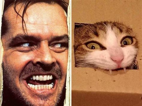 Cats That Look Like Celebrities Animals