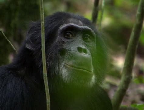 Chimp Fucks Woman Telegraph