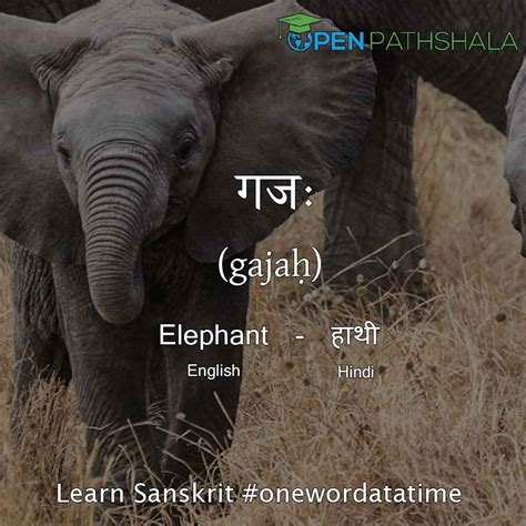 If you have extra vocabulary regarding animal names, you may contribute by leaving them in the comments section below in today's lesson, we are going to learn the twi names of some animals. Sikkim Animals Name In Sanskrit : Name of animals in Sanskrit|पशुओं का नाम|पशुनां नामानि ...