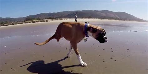Two Legged Boxer Dog Reminds Us To Carpe Diem In New Gopro Documentary
