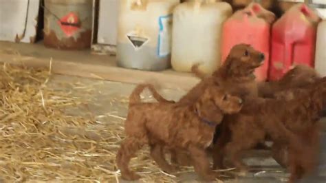 Happy, healthy dogs and happy families are our goal. Irish Doodle Puppies For Sale - YouTube