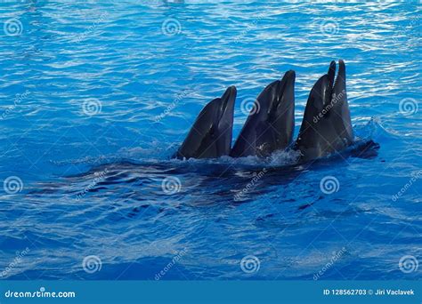 Three Dolphins Are Swimming Stock Image Image Of Mammal Wildlife