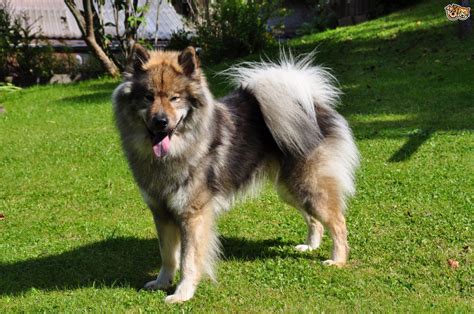 Is The Eurasier Dog A Good Choice Of Pet Pets4homes
