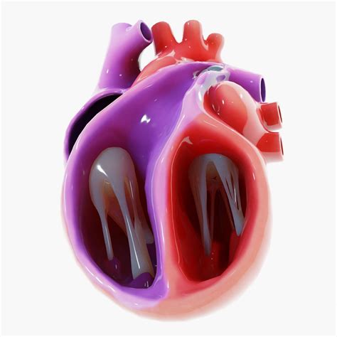 Human Heart Section 3d Model Cgtrader