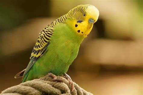 The Budgerigar All You Need To Know About This Bird