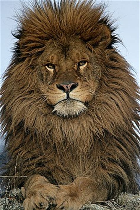 1267 Best Lions And Lioness Images On Pinterest Big Cats