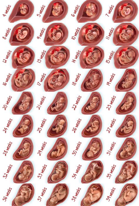 A Week By Week Look At Your Childs Growth Baby In Womb Baby Growth